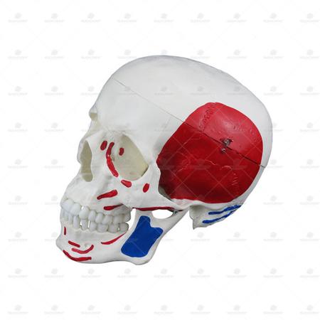 Imagem de Crânio humano c/ mandíbula móvel c/ origens e inserções musculares sd5006b