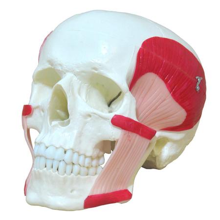 Imagem de Crânio Humano Músculos Da Mastigação, Anatomia