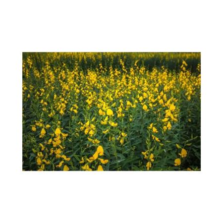 Imagem de Crotalaria Juncea p/ Combate a Dengue 300g