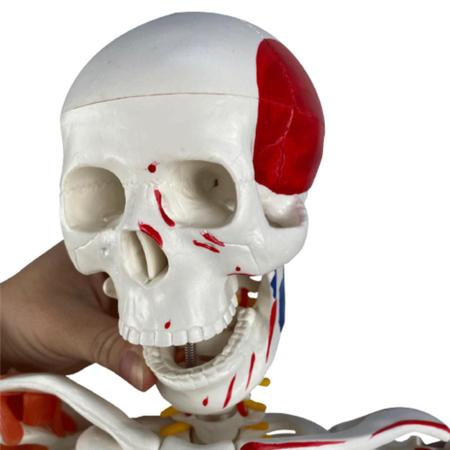 Imagem de Esqueleto Humano 85 Cm com Inserções Musculares E Ligamentos