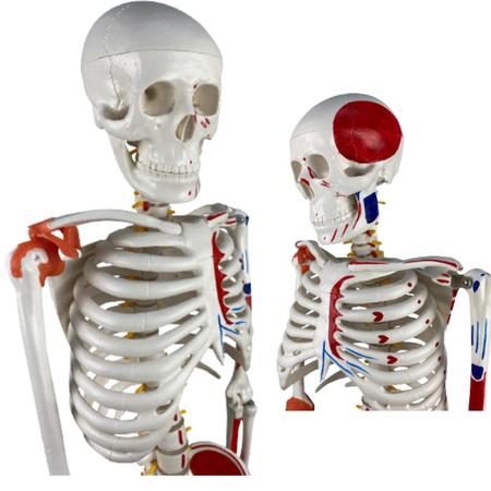 Imagem de Esqueleto Humano 85 Cm com Inserções Musculares E Ligamentos