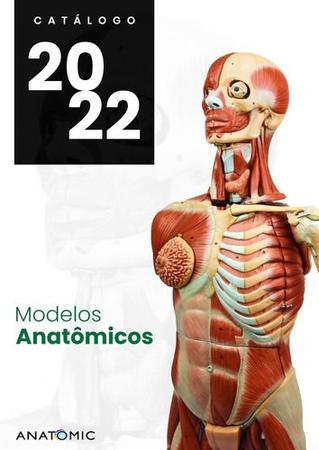 Imagem de Esqueleto Pelvico Masculino Modelo Anatômico Para Estudo