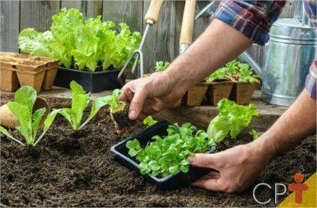 Imagem de Esterco Vaca/Bovino/Boi Adubo Orgânico Natural Hortas Plantas 250g