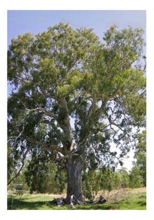 Imagem de Eucalipto Camaldulensis p/ Arborização 10g