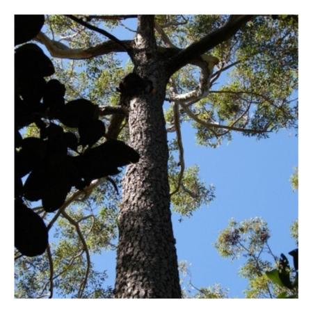 Imagem de Eucalipto Cloeziana p/ Reflorestamento 10g