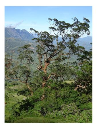 Imagem de Eucalipto Urophylla p/ Arborização 10g