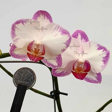 Imagem de Flor Orquídea Mini Phalaenopsis Exótica Planta Adulta N78 Decoração Natural Ambientes Jardins Beleza