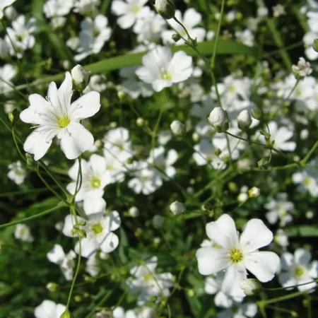 Gypsophilia Elegans / Mosquitinho Branco - 50gramas de Sementes - Isla -  Sementes - Magazine Luiza