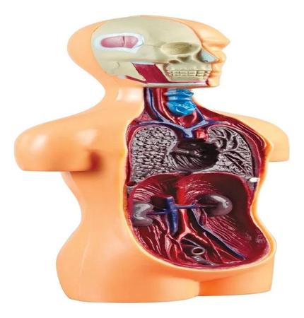 Imagem de Jogo Lab Corpo Humano - Estrela - Educativo Anatomia