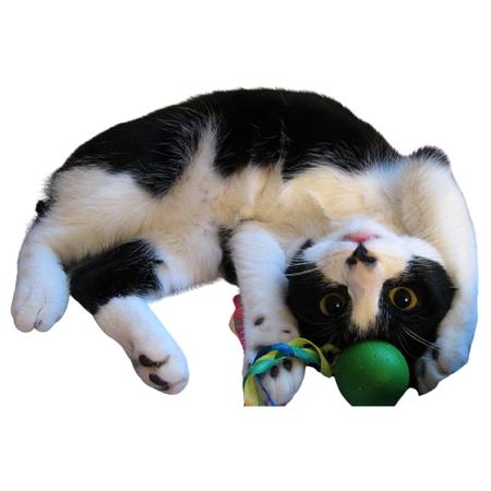 Brinquedo Para Gatos Caça Bolinha Petneon Jogo Para Gatos