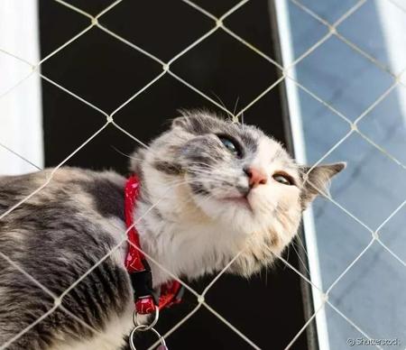 Imagem de Kit 1.20x1.20 Telas e Redes de Proteção Malha 3x3  Para Gatos em Janelas 