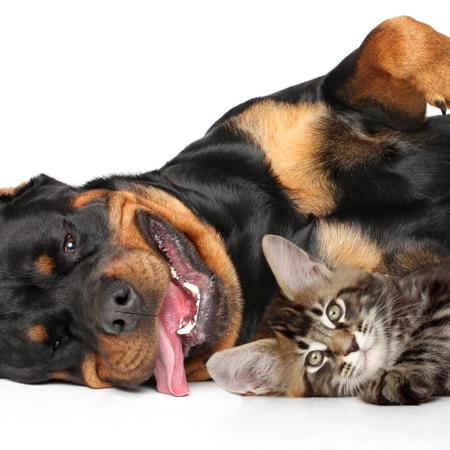 Kit 2 Royal Canin Pate Recovery Recuperação Cão e Gato 195g - Ração Úmida  para Cachorro - Magazine Luiza