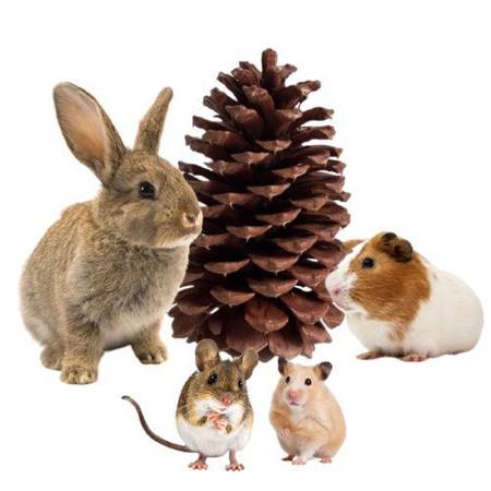 Imagem de Kit 20 Pinha Natural para Artesanato Decoração Enfeite Natal Animais Roedores como Chinchila Coelho outros