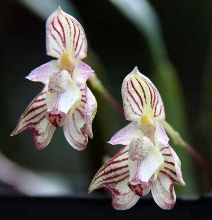 Imagem de Kit 5 Orquideas Bulbophyllum Plantadas No Vaso Colecionador