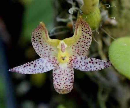 Imagem de Kit 5 Orquideas Bulbophyllum Plantadas No Vaso Colecionador
