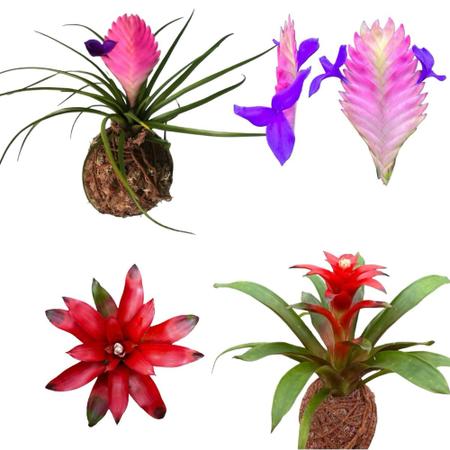 Imagem de Kit Com 2 Kokedamas : Bromélia Tilandsia + Guzmania Coleção!