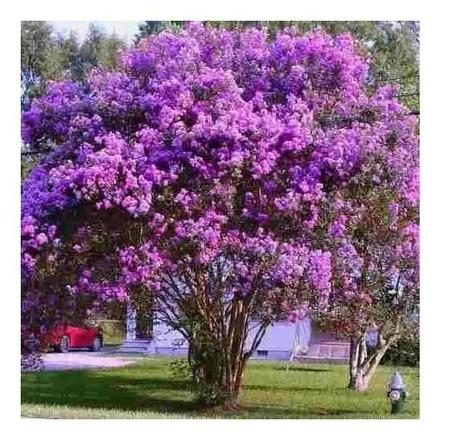 Muda de Ravenala AMK - Jardinagem e Paisagismo