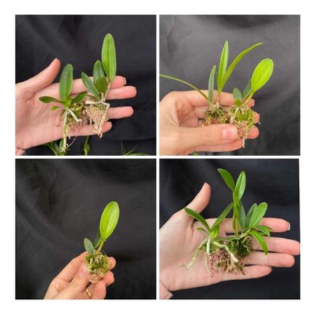 Imagem de Kit com 5 mudas de orquídeas para replantar