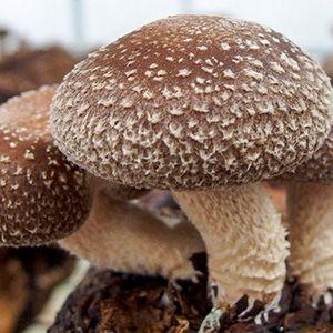 Grow Kit - Cogumelo Shitake