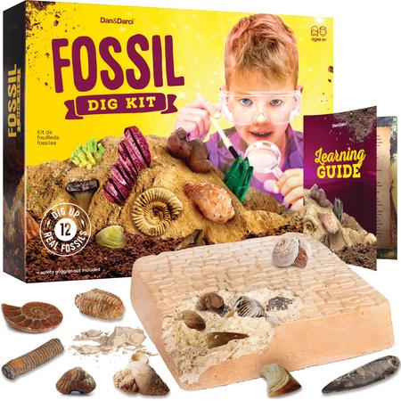 Imagem de Kit Fossil Dig Dan & Darci com 12 fósseis genuínos para crianças de 8 a 13 anos