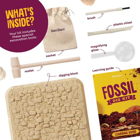 Imagem de Kit Fossil Dig Dan & Darci com 12 fósseis genuínos para crianças de 8 a 13 anos