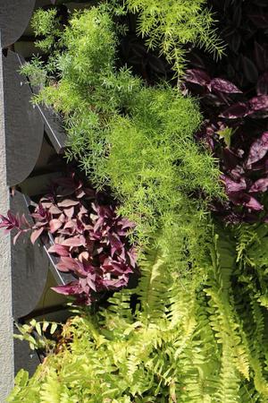 Kit Jardim Vertical 2 Módulos + Irrigação - Greenup Design Imagem de Kit Jardim Vertical 2 Módulos + Irrigação