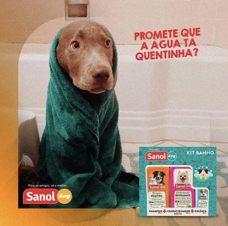 Nomes para gatos - Sanol Dog