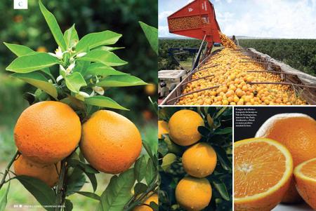Imagem de Livro - Frutas, Cores e Sabores do Brasil - Volume 2