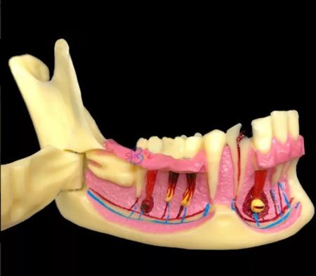 Mandíbula  Anatomia Odonto