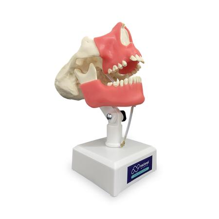 Imagem de Manequim odontológico com Dentes Terceiro Molares e Caninos Inclusos e Gengiva Nacional Ossos