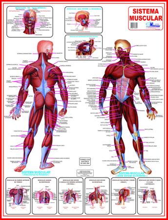 Imagem de Mapa Corpo Humano Sistema Muscular 120cmX 90cm Gigante