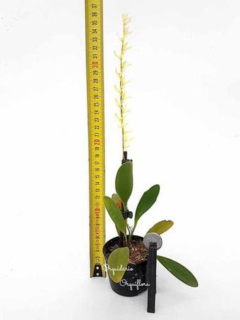 Imagem de Micro Mini Orquídea Anathallis Rubens Planta Adulta Rara