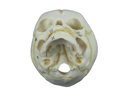 Imagem de Modelo anatômico crânio humano fetal sd5006d