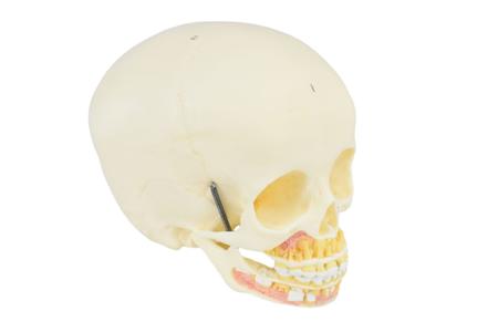 Imagem de Modelo anatômico crânio humano infantil c/ mandíbula,vasos e nervos em 2 partes sd5006f