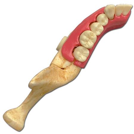 Modelo Hemi Mandibula de Jovem - Outros Livros - Magazine Luiza