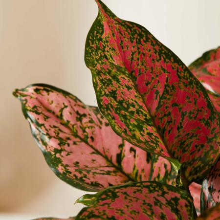 Imagem de Muda Aglaonema Pink - Interno Sombra Para Top Colecionadores