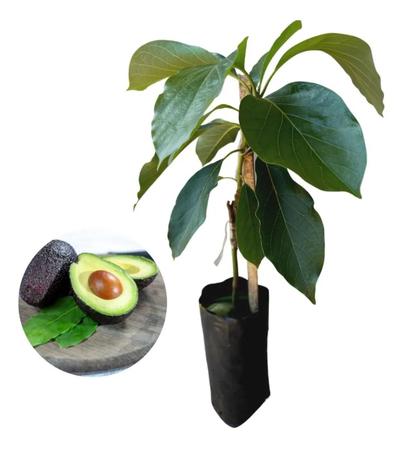 Imagem de Muda De Abacate Avocado - Feito Por Enxertia