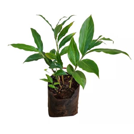 Imagem de Muda de Alpinia 20 a 40cm AMK - Plantas Online