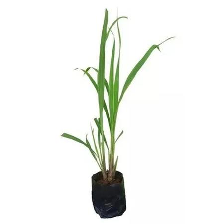 Imagem de Muda de Citronela 20 a 40cm AMK - Plantas Online