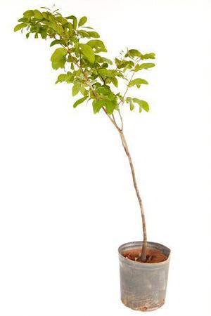 Muda de Ravenala Altura de 0,40 cm a 0,80 cm - Plantas - Muda - Magazine  Luiza