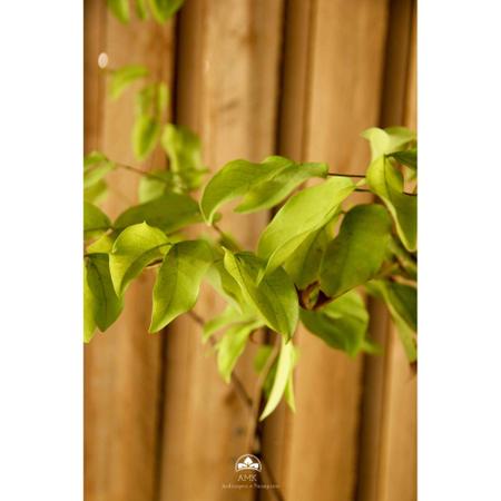 Muda de Ravenala Altura de 0,40 cm a 0,80 cm - Plantas - Muda - Magazine  Luiza