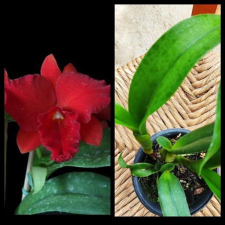 Muda de Orquídea Cattleya Vermelha - Cascata das Orquídeas - Plantas  Naturais - Magazine Luiza