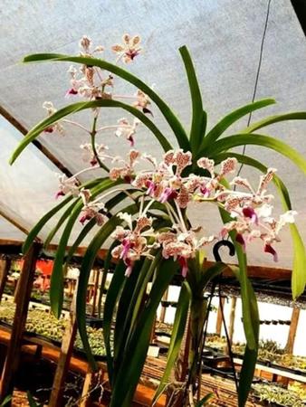 Imagem de Muda de orquídea Vanda Tricolor