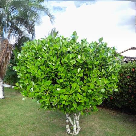 Imagem de Muda de planta clusia verde média 40cm para cerca viva vasos paisagismo renques ambientes externos, internos e piscina