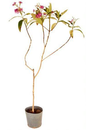 Muda de Ravenala Altura de 0,40 cm a 0,80 cm - Plantas - Muda - Magazine  Luiza