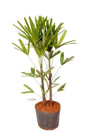 Muda de Ravenala Altura de 0,40 cm a 0,80 cm - Plantas - Muda - Magazine  Luiza