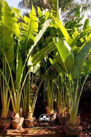 Muda de Ravenala Altura de 0,40 cm a 0,80 cm Palmeiras AMK - Jardinagem e  Paisagismo