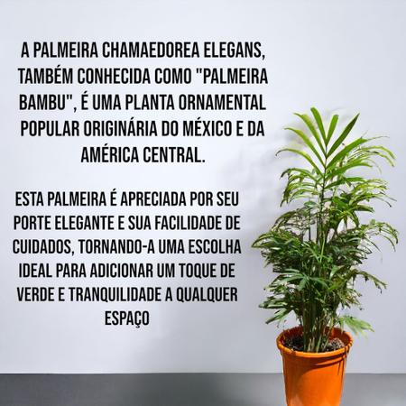 Imagem de Muda Planta Palmeira Bambu Decoração + Vaso Bem Embalado Top