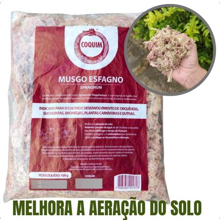 Musgo Sphagnum Vivo 100 Gramas - Plantas Carnívoras Brasil