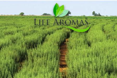 Imagem de Óleo Essencial de Alecrim Aroma Aromatizador Difusor 100% Puro Natural Premium